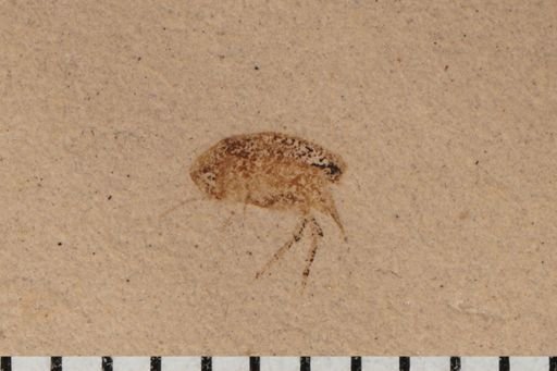 Mordellidae