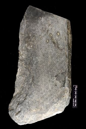 Lepidodendron sp.