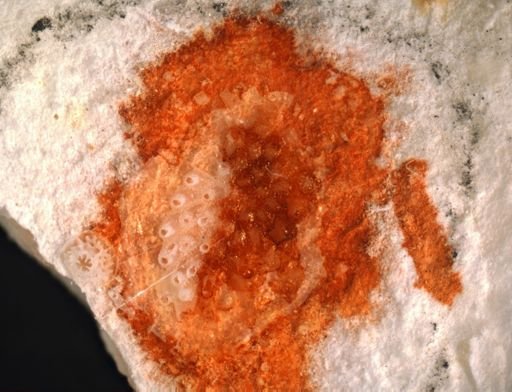 Parasmittina nr. spathulata
