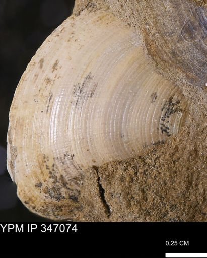 Limopsis striatopunctatus