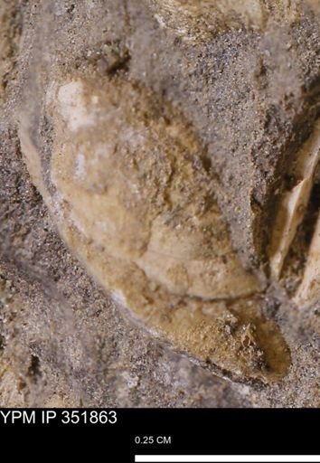undet. Bivalvia