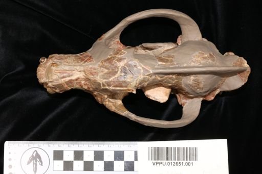 Daphoenus vetus