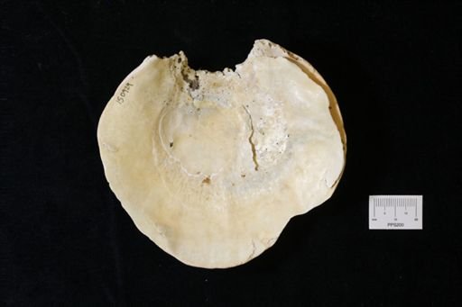 Entobia sp.; borings on pectin; large and small