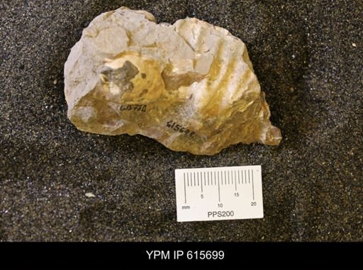 undet. Bivalvia