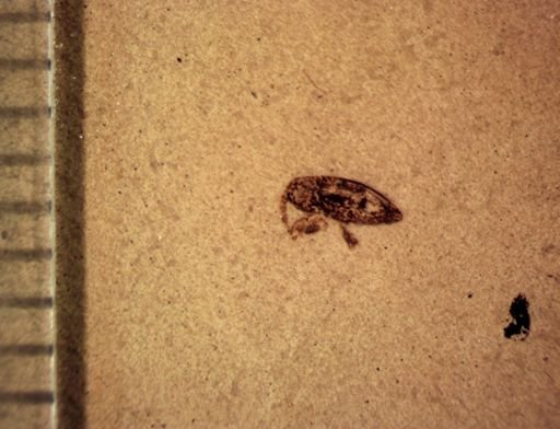 undet. Cryptorhynchinae