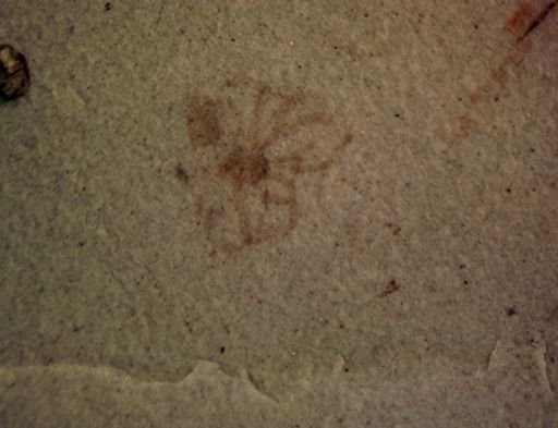 undet. Arachnida