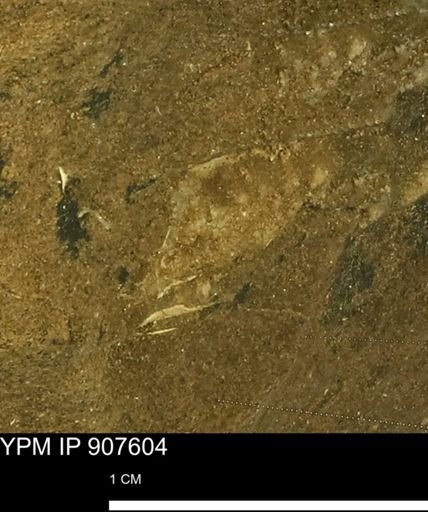 undet. Mollusca