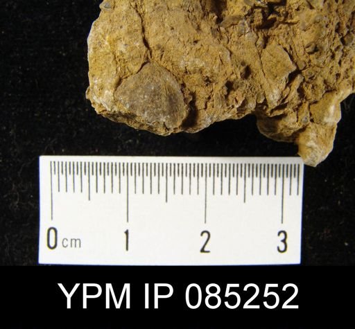 Reticularia vieillensis