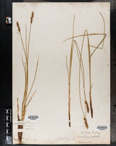 Carex diandra