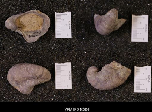 Gryphaea sp.
