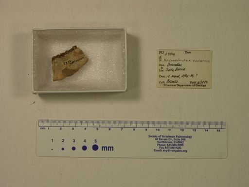 Archaeohyrax suniensis