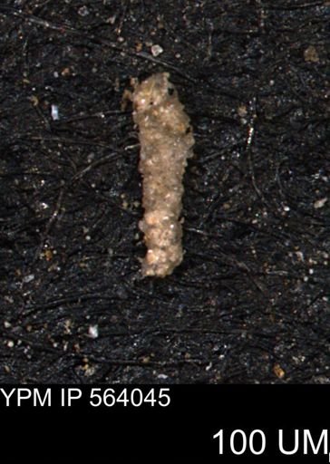 Verneuilinoides hectori