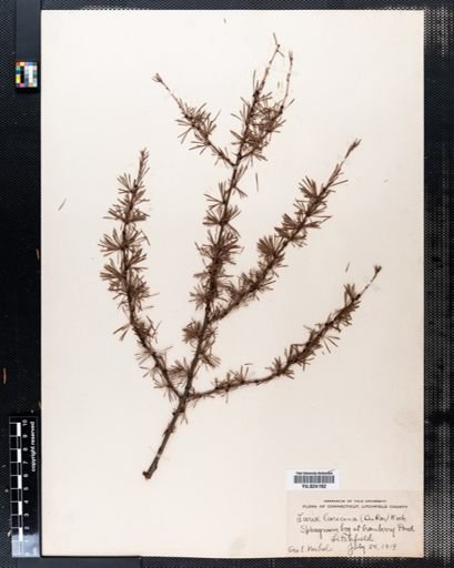 Larix laricina