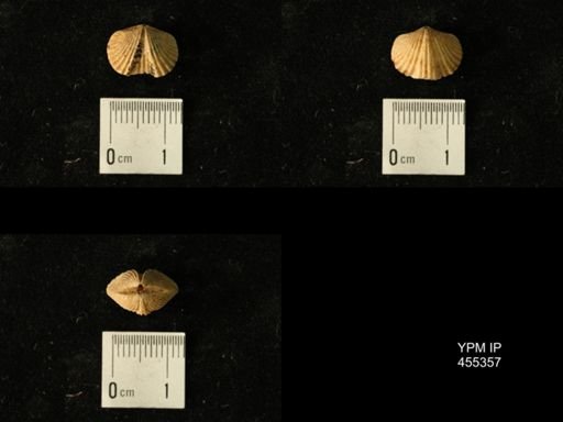 Platystrophia juvenes