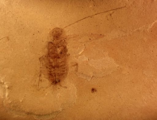 undet. Blattodea