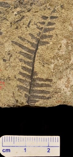 Paramatonia linearis