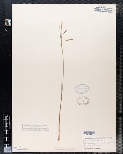 Carex limosa