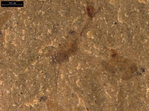 taxon undetermined