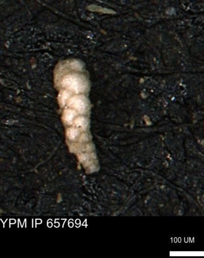 Verneuilinoides kansasensis