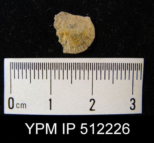 undet. Orthotetida