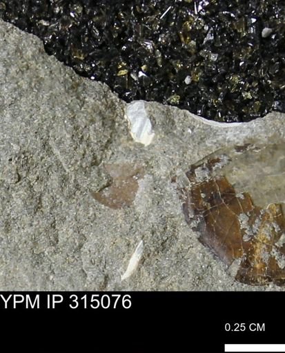 undet. Scaphitidae