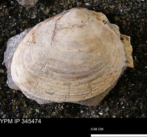 Limopsis striatopunctatus