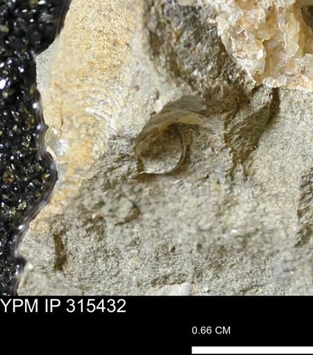 undet. Mollusca