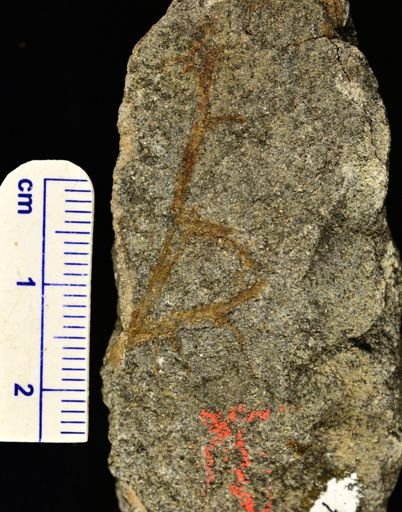Hostinella sp.