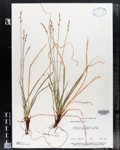 Carex communis
