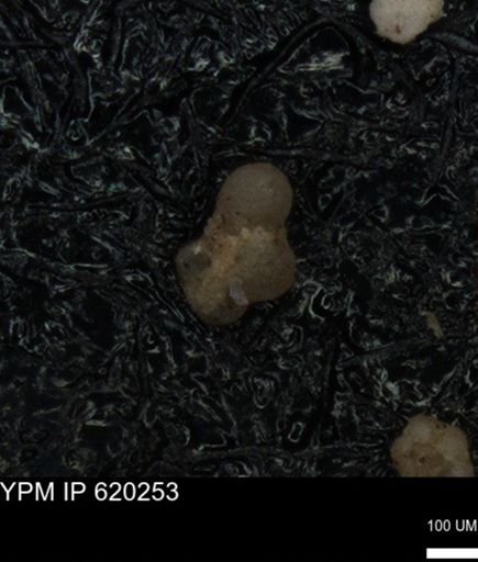 undet. Foraminiferida