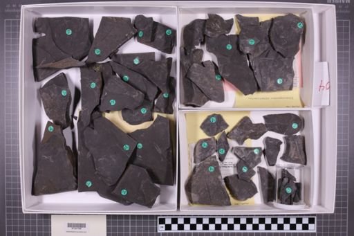 mixed taxa, stratigraphic collection