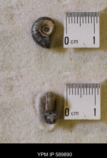 undet. Scaphitidae