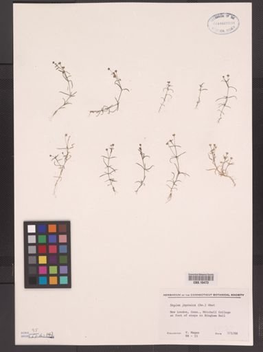 Sagina japonica