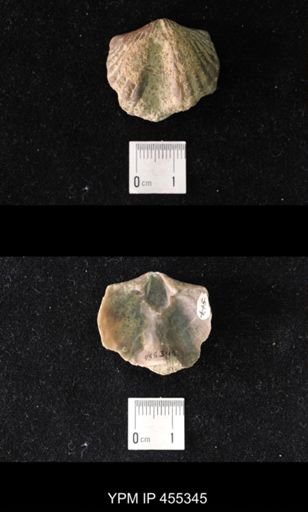 Platystrophia ponderosa var.