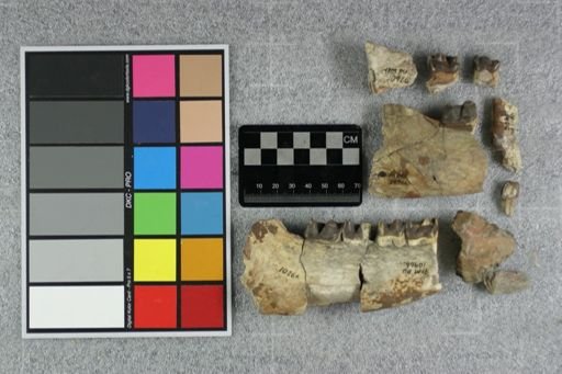 Hyracodon sp.
