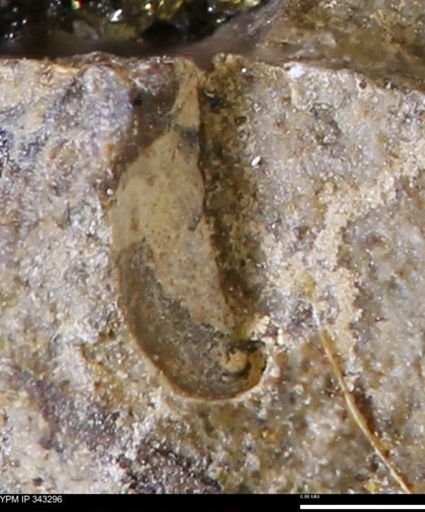 undet. Bivalvia