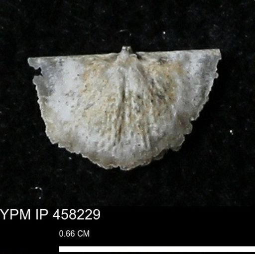 Chonetes mucronatus