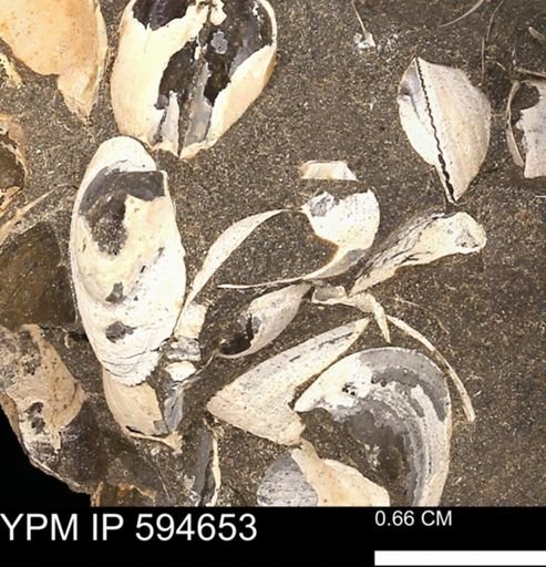 Protocardia sp.