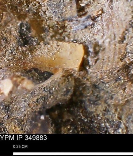 undet. Bivalvia