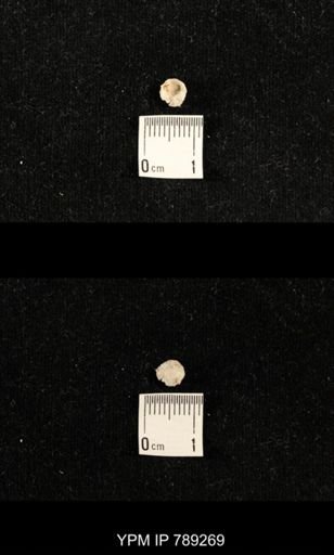 undet. Brachiopoda