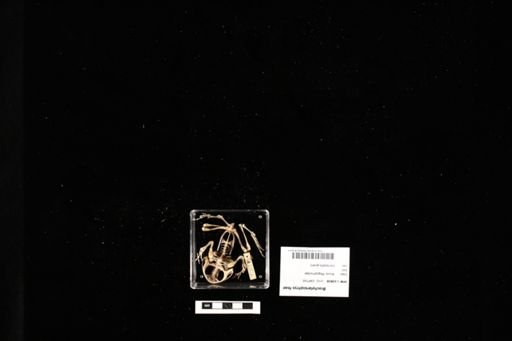 Brachytarsophrys feae
