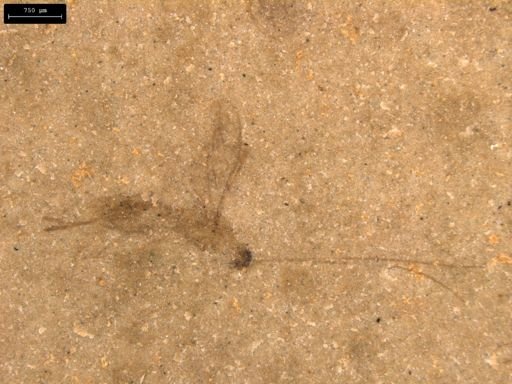 taxon undetermined
