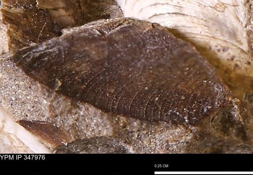 Limopsis striatopunctatus