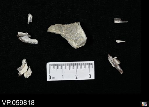 Enchodus sp.