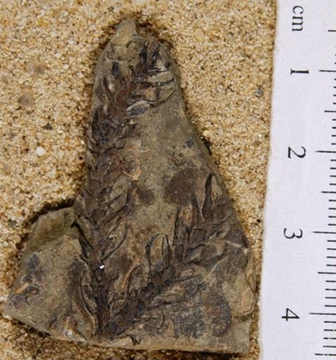 Pagiophyllum tenuifolium
