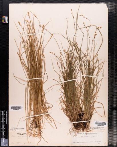 Carex canescens
