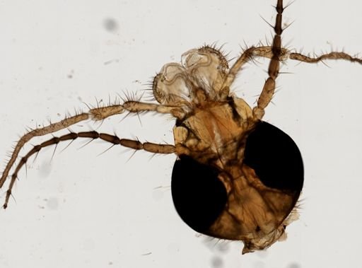 Tipulidae