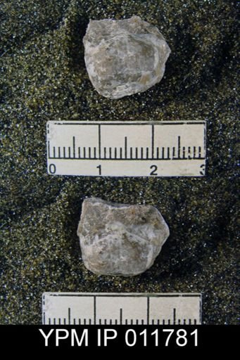 Marginifera wabashensis