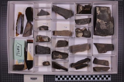 mixed taxa, stratigraphic collection