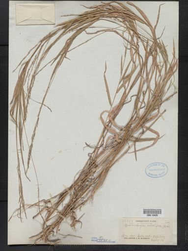Muhlenbergia sobolifera